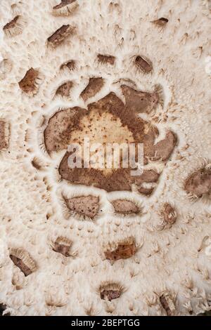 Macrolepiota rhacodes, las mejores Stockfoto