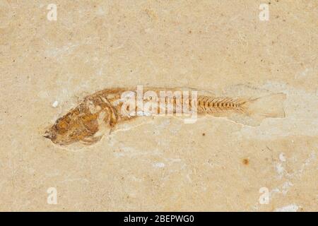 Leptolepis brasiliensis, prähistorische Fossile Fische in Stein eingeschlossen Stockfoto