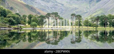 Buttermere Pines im Dsitricksee - eine bekannte Reihe von Pinien mit Fleetmit Pikein im Hintergrund Stockfoto