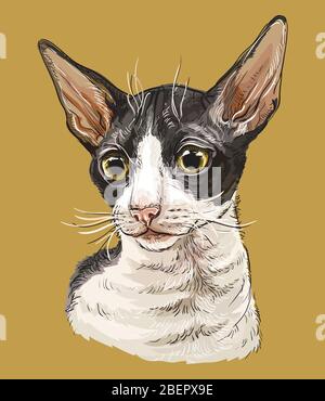 Bunte Vektor Hand Zeichnung Porträt von Cornish Rex Katze isoliert auf beigem Hintergrund. Bunte realistische Porträt der Katze. Vektordarstellung der Katze. Stock Vektor