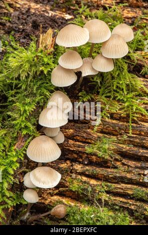 Pilze wachsen auf gefallener Baumstamm Stockfoto