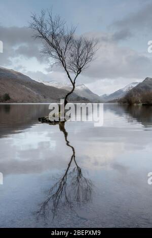 Einsame Baum auf Llyn Padard in Llanberis Nord Wales Stockfoto