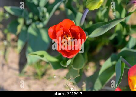 Einzelne helle rote Tulpe von oben gesehen Blick hinunter in das Zentrum von viel Grün umgeben und kopieren Raum symbolisch für die Frühjahrssaison Stockfoto