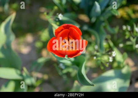 Einzelne helle rote Tulpe von oben gesehen Blick hinunter in das Zentrum von viel Grün umgeben und kopieren Raum symbolisch für die Frühjahrssaison Stockfoto