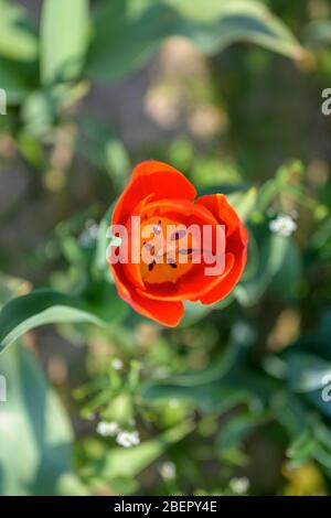 Einzelne helle rote Tulpe von oben gesehen Blick hinunter in das Zentrum von viel Grün umgeben und kopieren Raum symbolisch für die Frühjahrssaison Stockfoto