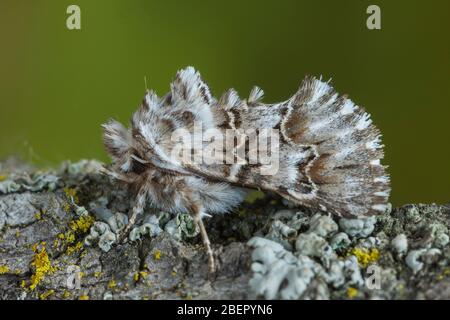 Cleonymia baetica auf der Rinde eines Baumes getarnt Stockfoto