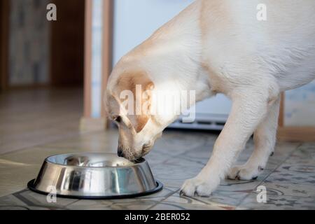 Niedlicher Hund, der Hundefutter aus Schüssel zu Hause isst. Stockfoto