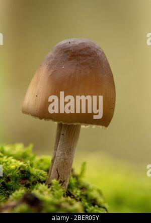 Winzige Pilze und Moos wachsen auf einem Baumstamm Stockfoto