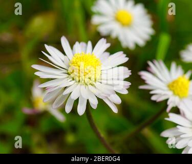 Nahaufnahme von Gänseblümchen, die auf einem Rasen wachsen Stockfoto