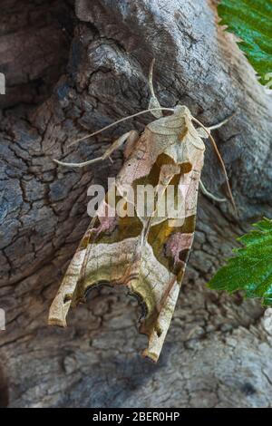 Thalera fimbrialis thront auf einem Baumstamm Stockfoto