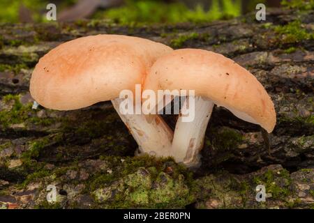 Rhodotus palmatus in einem Stamm wachsenden Stockfoto