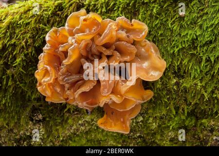 Tremella foliacea wachsende unter Moss Stockfoto