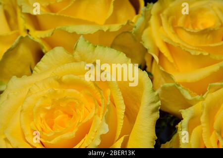 Gelbe Rose Nahaufnahme Makro Foto Stockfoto