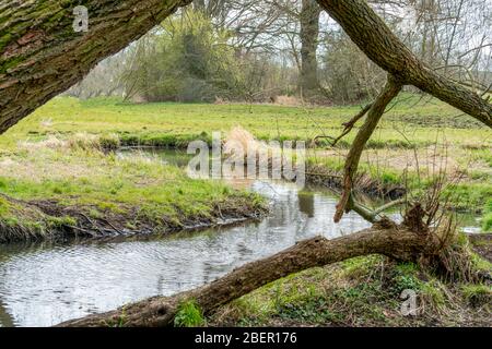 April 2020 - Frühling im Naturschutzgebiet Tegeler Fliess in Berlin Stockfoto