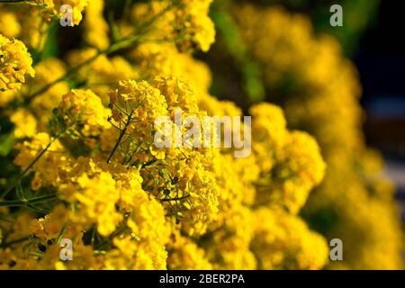 Strauch von wilden gelben Blüten, Nahaufnahme Bild von Frühlingsblume Stockfoto