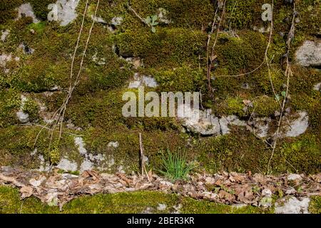 Grünes Moos und Efeue, die eine Natursteinwand für Hintergrund oder Hintergrundpapier abdecken Stockfoto