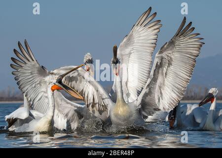 Pelikane, Kerkini-See, Griechenland Stockfoto