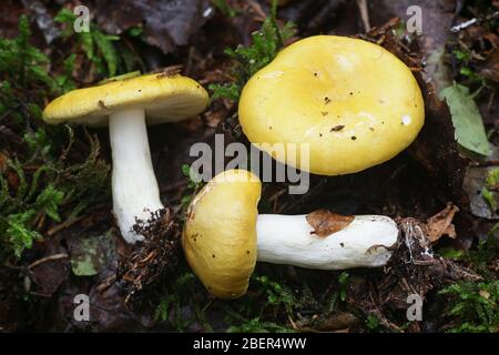 Psathyrella claroflava, bekannt als der gelbe Sumpf psathyrella oder gelbe Sumpf brittlegill, wilde essbare Pilze aus Finnland Stockfoto