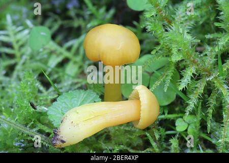 Hygrocybe chlorophana, bekannt als das goldene waxcap, wilde Pilze aus Finnland Stockfoto