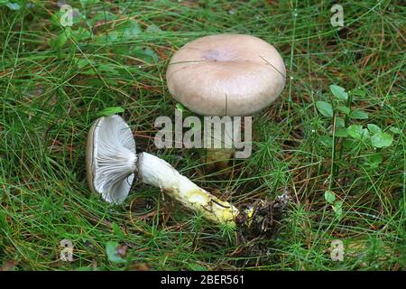 Gomphidius glutinosus, bekannt als schleimiger Stachelkopf oder schleimiger Stachelmütze, Wildpilz aus Finnland Stockfoto