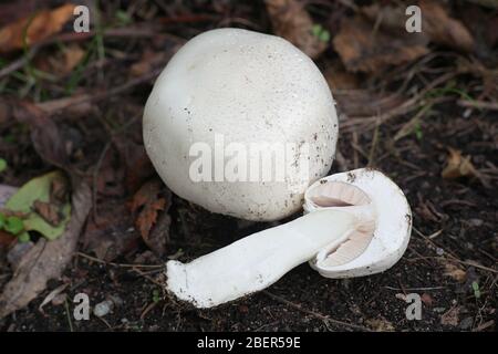 Agaricus arvensis, wie das Pferd Pilz bekannt, wilde essbare Pilze aus Finnland Stockfoto