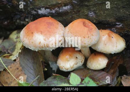 Hypholoma lateritium, bekannt als Maurer oder Ziegelkappe, wilder Speisepilz aus Finnland Stockfoto