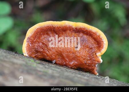 Gloeophyllum odoratum, bekannt als Anis-Mazegill, wilder Polypore aus Finnland Stockfoto