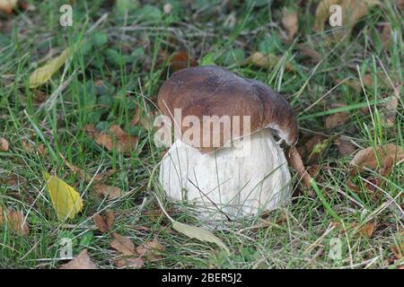 Boletus reticulatus (ehemals Boletus aestivalis), als der Sommer Cep oder Sommer Bolete, wilde essbare Pilze aus Finnland bekannt Stockfoto