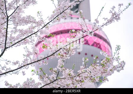 Der Frühling kommt. Vor Shanghais Oriental Pearl blühen Kirschblüten. Stockfoto