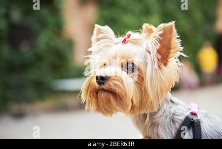 Nahaufnahme von Yorkshire Terrier. Kleiner süßer Hund Stockfoto