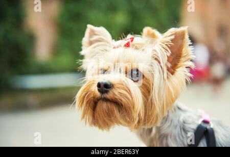 Nahaufnahme von Yorkshire Terrier. Kleiner süßer Hund Stockfoto