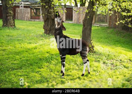 Okapi Giraffe isst Blätter von Baum im Zoo Stockfoto