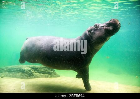 Niedliches Nilpferd schwimmt unter Wasser in einem Zoo Stockfoto