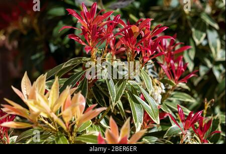 Farbenfrohe Neuwuchsentwicklung auf einem Pieris Japonica Busch Stockfoto