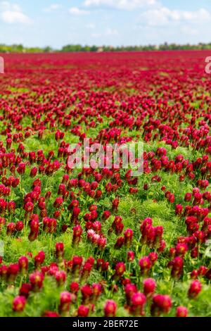 Feld der blühenden roten Purpurkleepflücker im Frühling in der Tschechischen republik Stockfoto