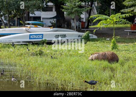 Capybara riesigen Nagetier grasen in einem Feld an einem sonnigen Tag am Rio de Janeiro Stadtsee mit Ruderbooten und Stadtstraße im Hintergrund und Coot Stockfoto