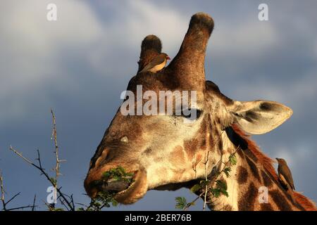 Begleitet von zwei Rotschnabeloxpeckern grast eine Giraffe auf Akazienblättern (Südafrika) Stockfoto