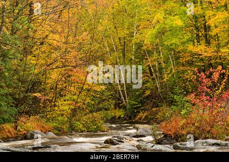 Hoffman Notch Brook im Herbst, in der Nähe von North Hudson, Essex County, NY Stockfoto