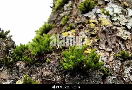 Extreme Nahaufnahme einer schönen Gruppe von seltenen dekorativen grünen Moos auf einem Baumstamm, selektive Fokussierung. Hintergrundkonzept. Stockfoto