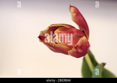 Schöne rote und orange Tulpenblume in einem Makro / Nahaufnahme Bild. Diese Tulpe ist alt und hat begonnen zu trocknen. Auf diesem Foto gibt es auch grüne Blätter. Stockfoto