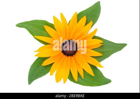 Draufsicht auf Rudbeckia blühende Blume mit gelben Blütenblättern und grünen Blättern isoliert auf einem weißen Hintergrund in Nahaufnahme. Stockfoto