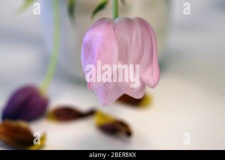 Schöne rosa & lila Tulpenblüten in einem Makro / Nahaufnahme Bild. Diese Tulpen haben begonnen zu sterben und trocknen ein wenig und einige von ihnen haben Blütenblätter fallen gelassen. Stockfoto