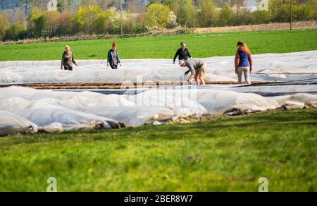 Altötting, Deutschland-April 15,2020: Wanderarbeiter aus Osteuropa helfen bei der Asparrgusernte. Stockfoto