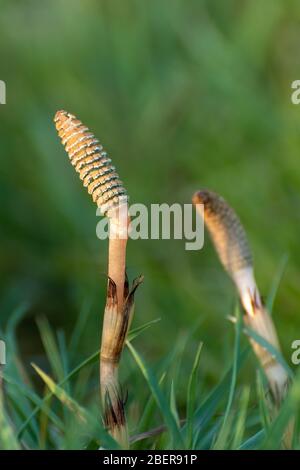 Junge Schachtelhalm (Equisetum arvense) Pflanze, oft als Stutenschwanz, im April, Großbritannien. Ein invasives, tief verwurzeltes Unkraut Stockfoto