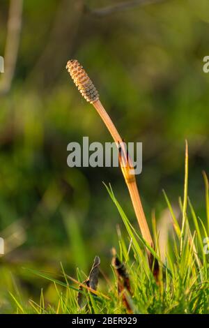 Junge Schachtelhalm (Equisetum arvense) Pflanze, oft als Stutenschwanz, im April, Großbritannien. Ein invasives, tief verwurzeltes Unkraut Stockfoto