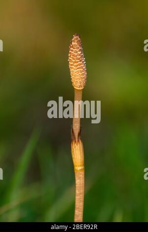 Junge Schachtelhalm (Equisetum arvense) Pflanze, oft als Stutenschwanz, im April, Großbritannien. Ein invasives, tief verwurzeltes Unkraut Stockfoto