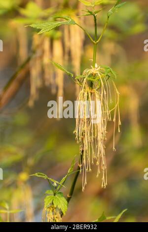 Box Holder, auch Boxelder Ahornbaum (Acer negundo) mit Kätzchen oder Blumen im April genannt Stockfoto