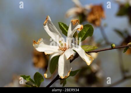 Nahaufnahme einer weißen Blume eines Magnolienbaums mit braunen frostgeschädigten Spitzen der Blütenblätter, Magnolia grandiflora Stockfoto