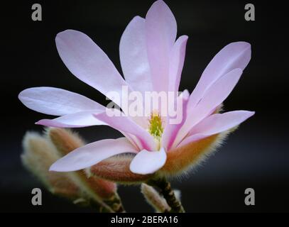 Nahaufnahme einer rosa Magnolienblüte in voller Blüte in einem Frühlingsgarten Stockfoto