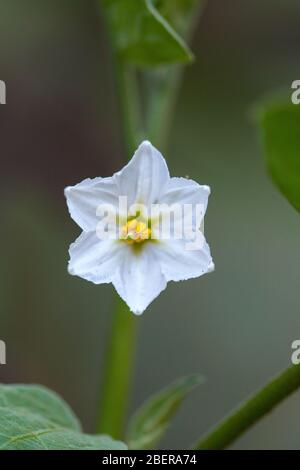 Ei Pflanze Blume, brinjal Blumen Pflanze, Ei Pflanze, brinjal, südindien, indien, asien, Landwirtschaft in indien, kerala Reis Landwirtschaft, pradeep subramanian Stockfoto